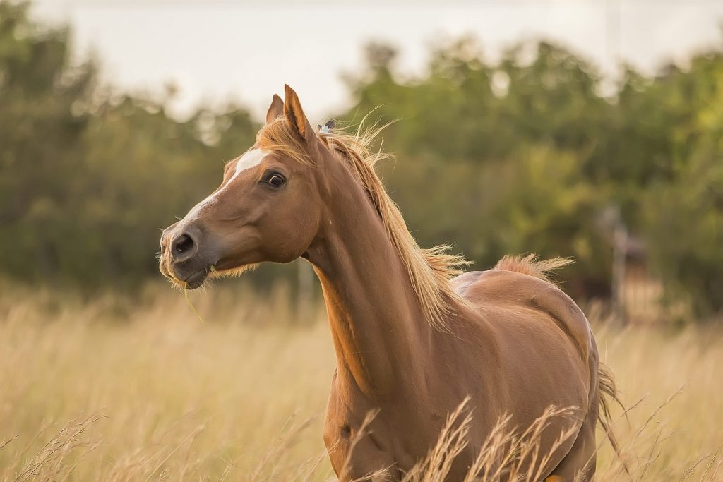 facts about Horses