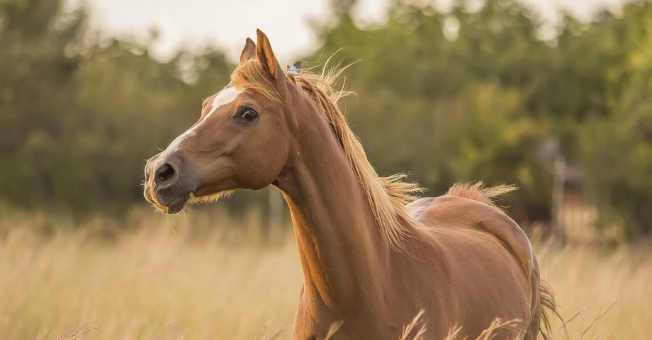 facts about Horses