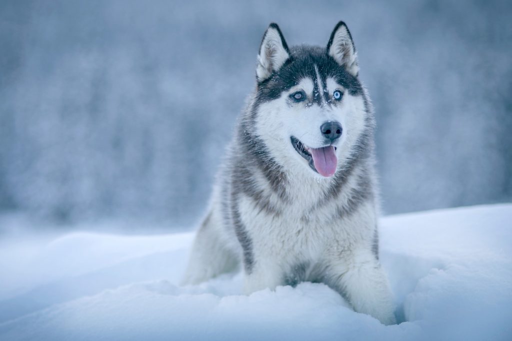 facts about Siberian huskies