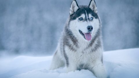 facts about Siberian huskies