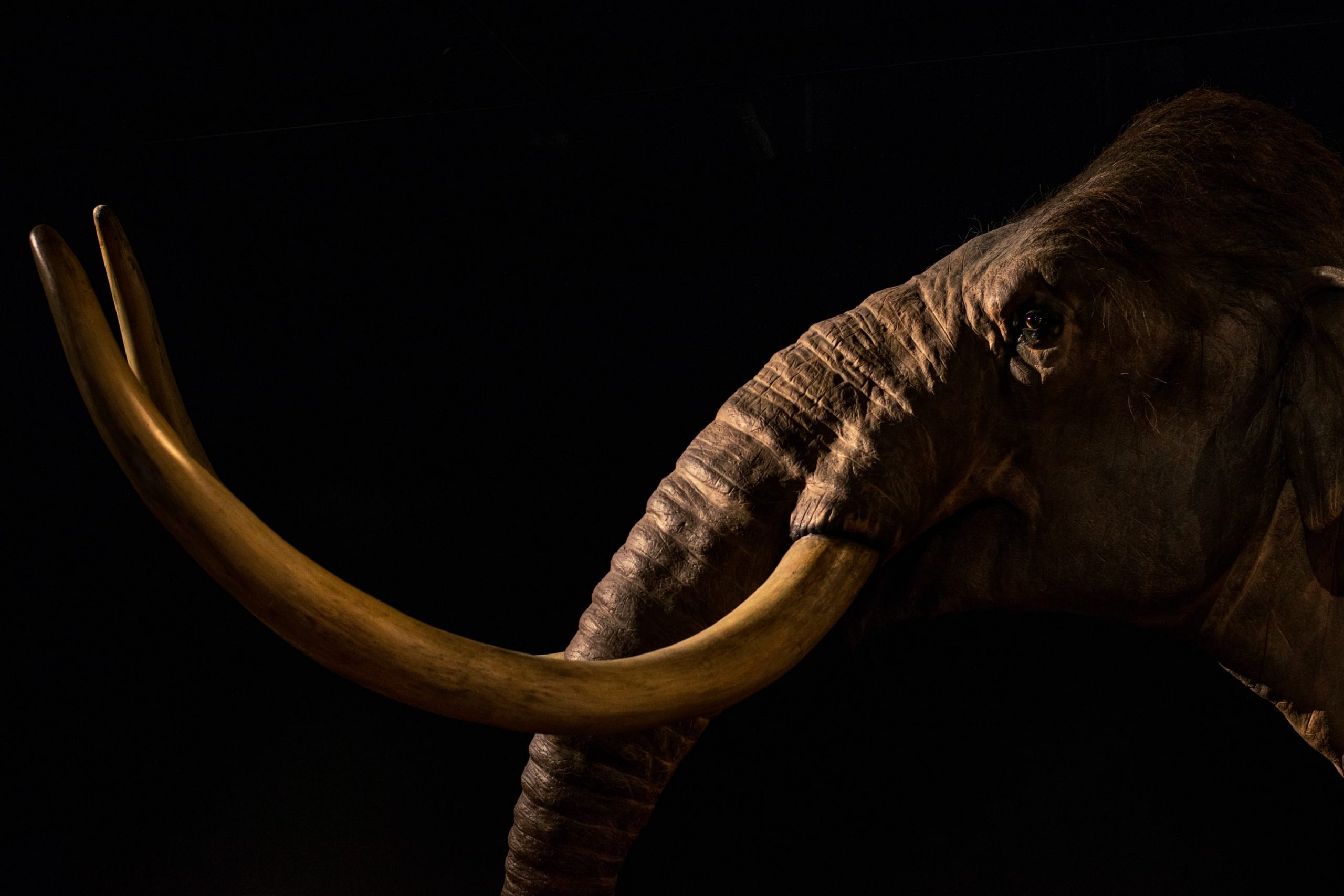 14 Fun Facts About Ice Age Animals