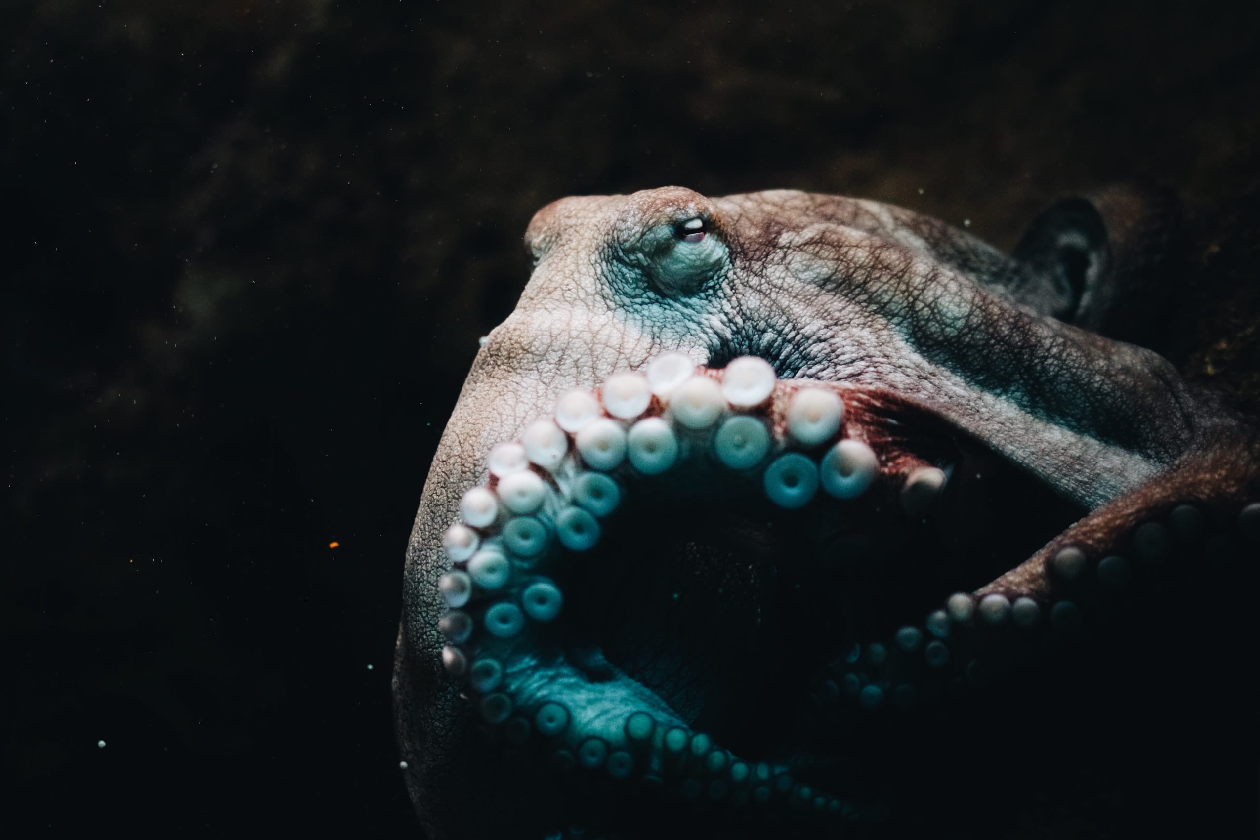 15 Fun Facts About Octopus