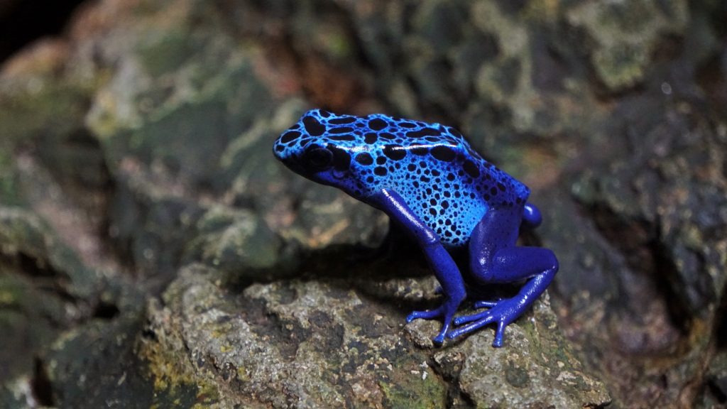 facts about poison dart frogs