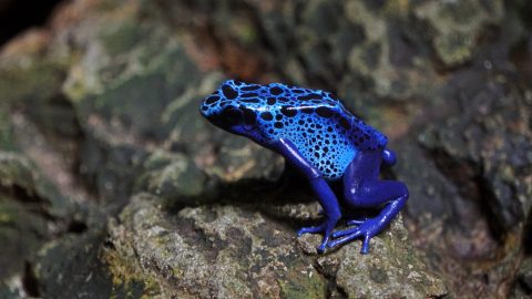 facts about poison dart frogs