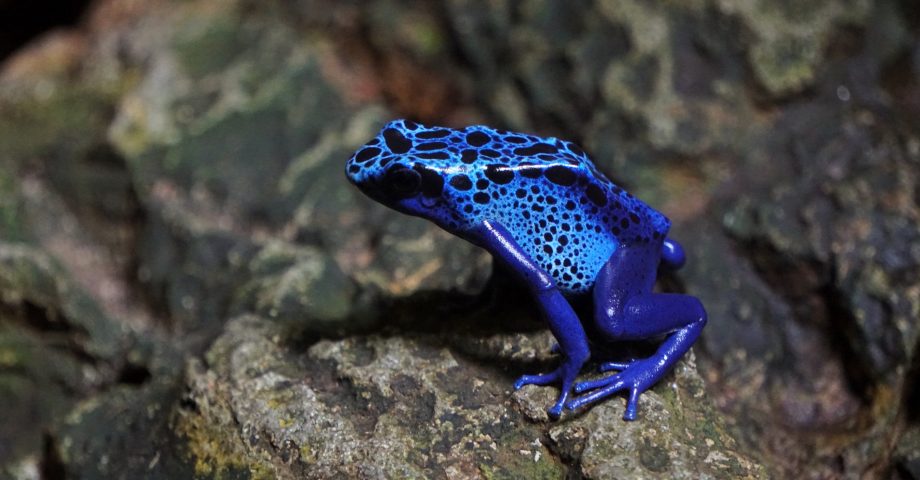 facts about poison dart frogs