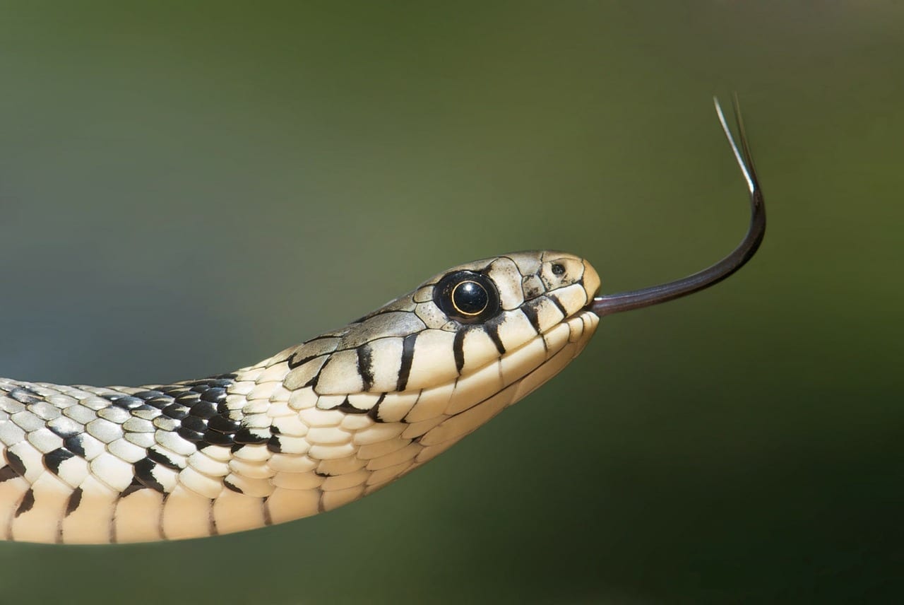 facts about snakes