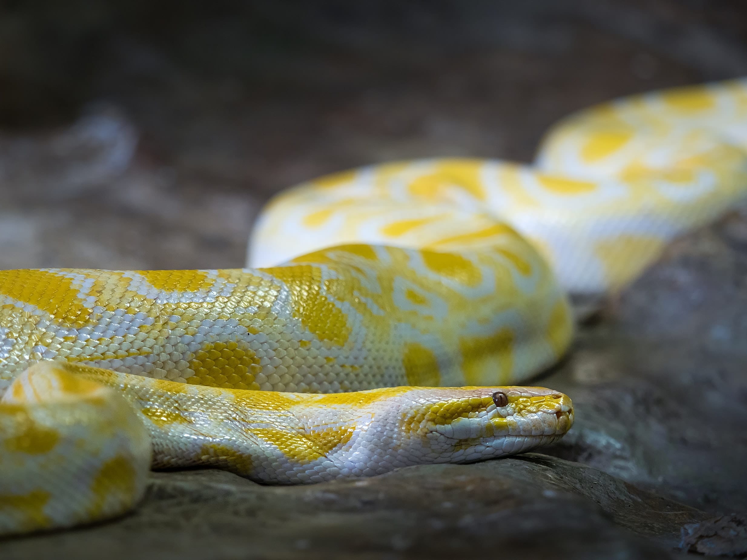 12 Sassy Facts About Snakes