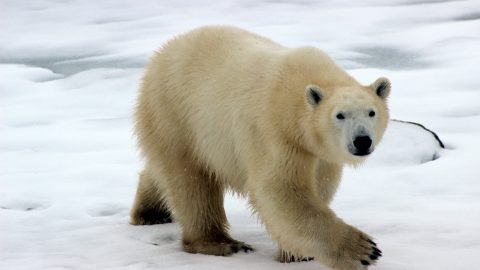 facts about the Polar Bear