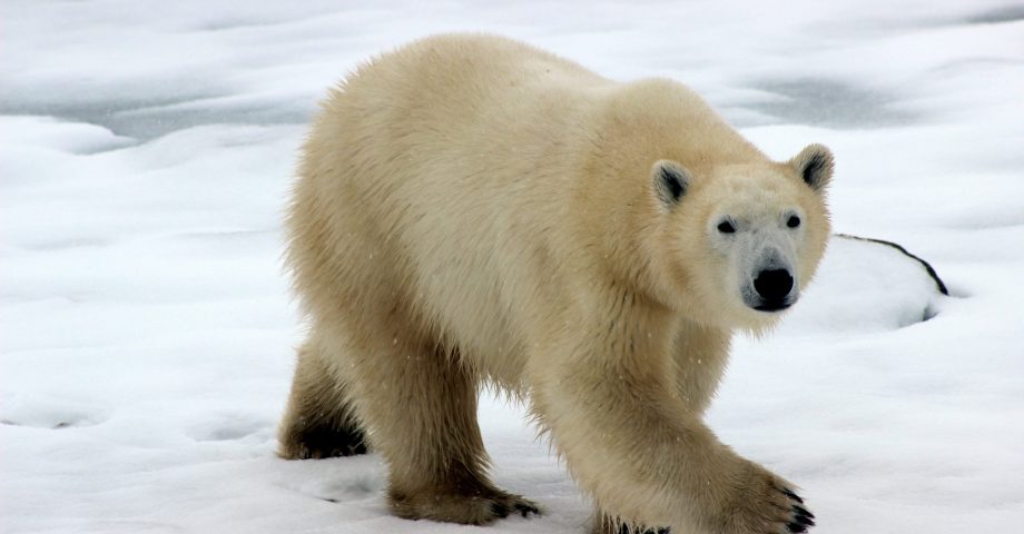 facts about the Polar Bear