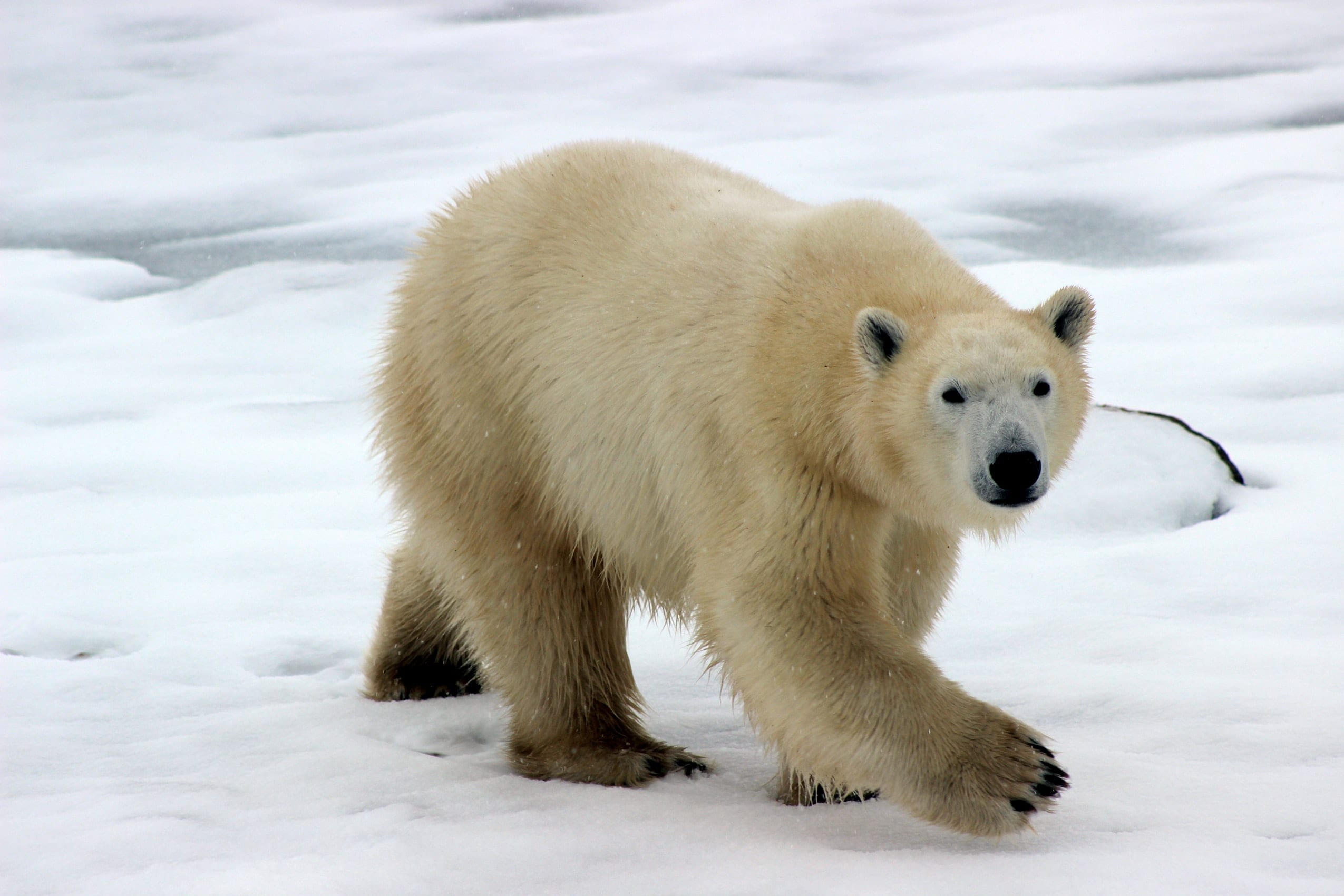 13 Playful Facts About Polar Bears