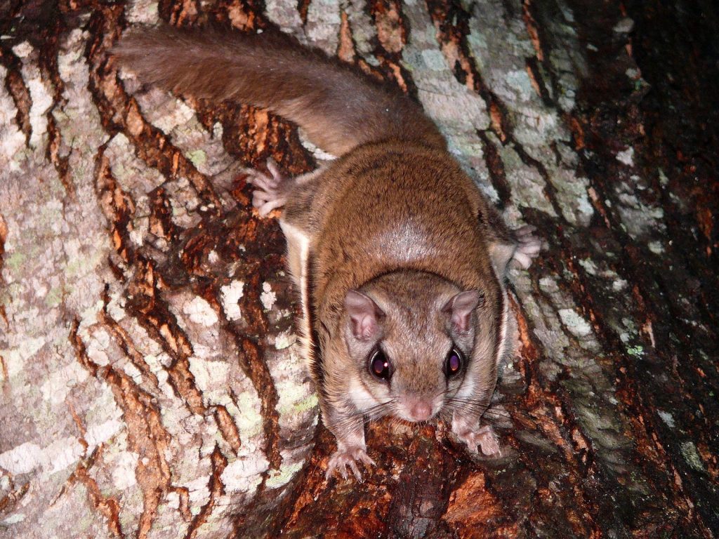 facts about the flying squirrel