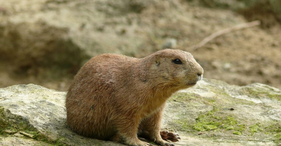 beaver spotted