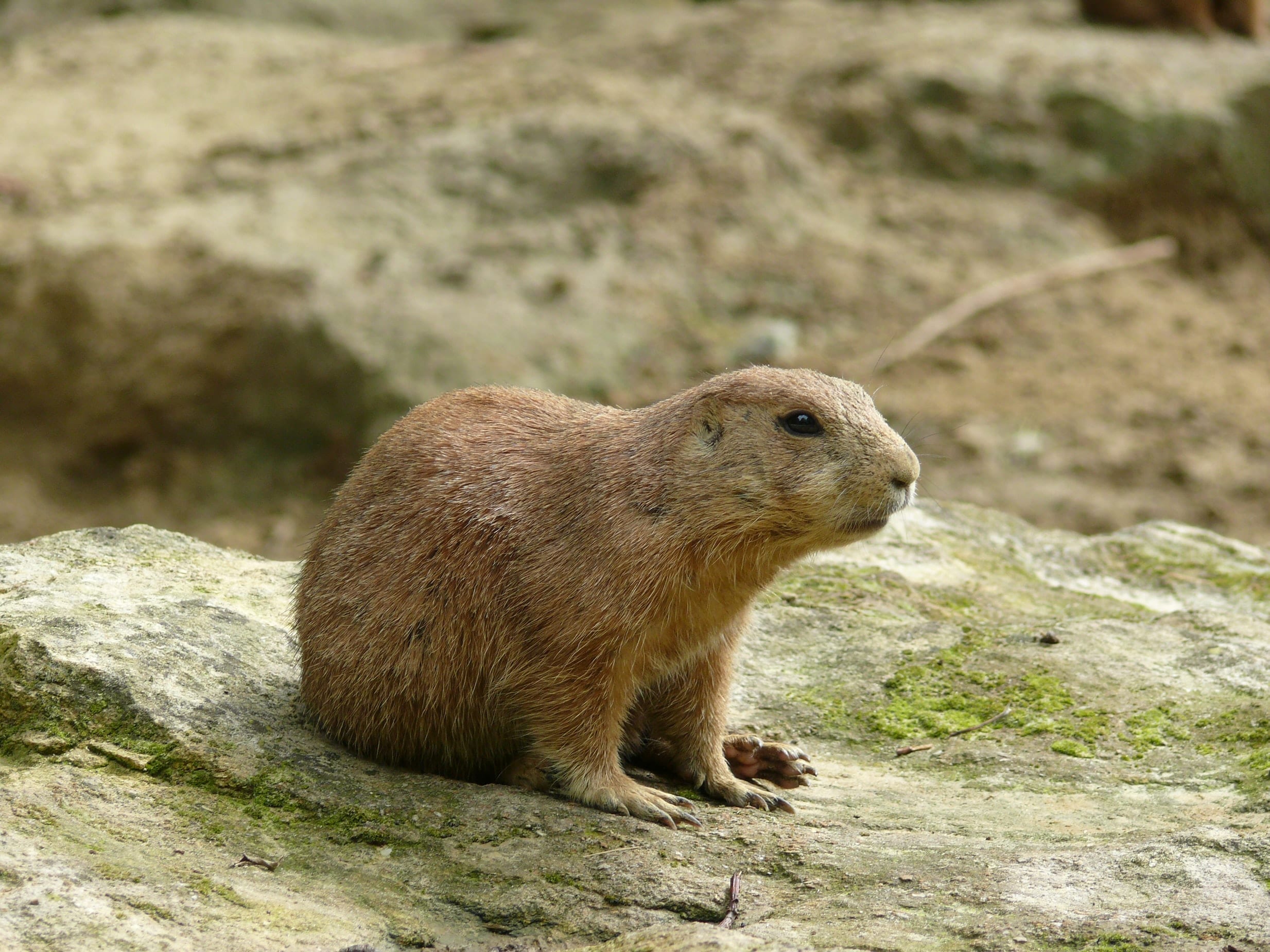 10 Fun Facts About Beavers