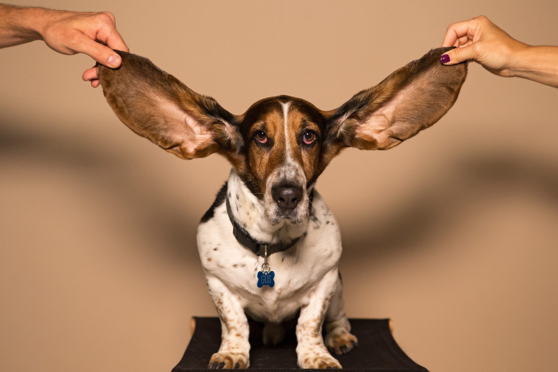 22 Fun Facts About Dogs That Will Melt Your Heart