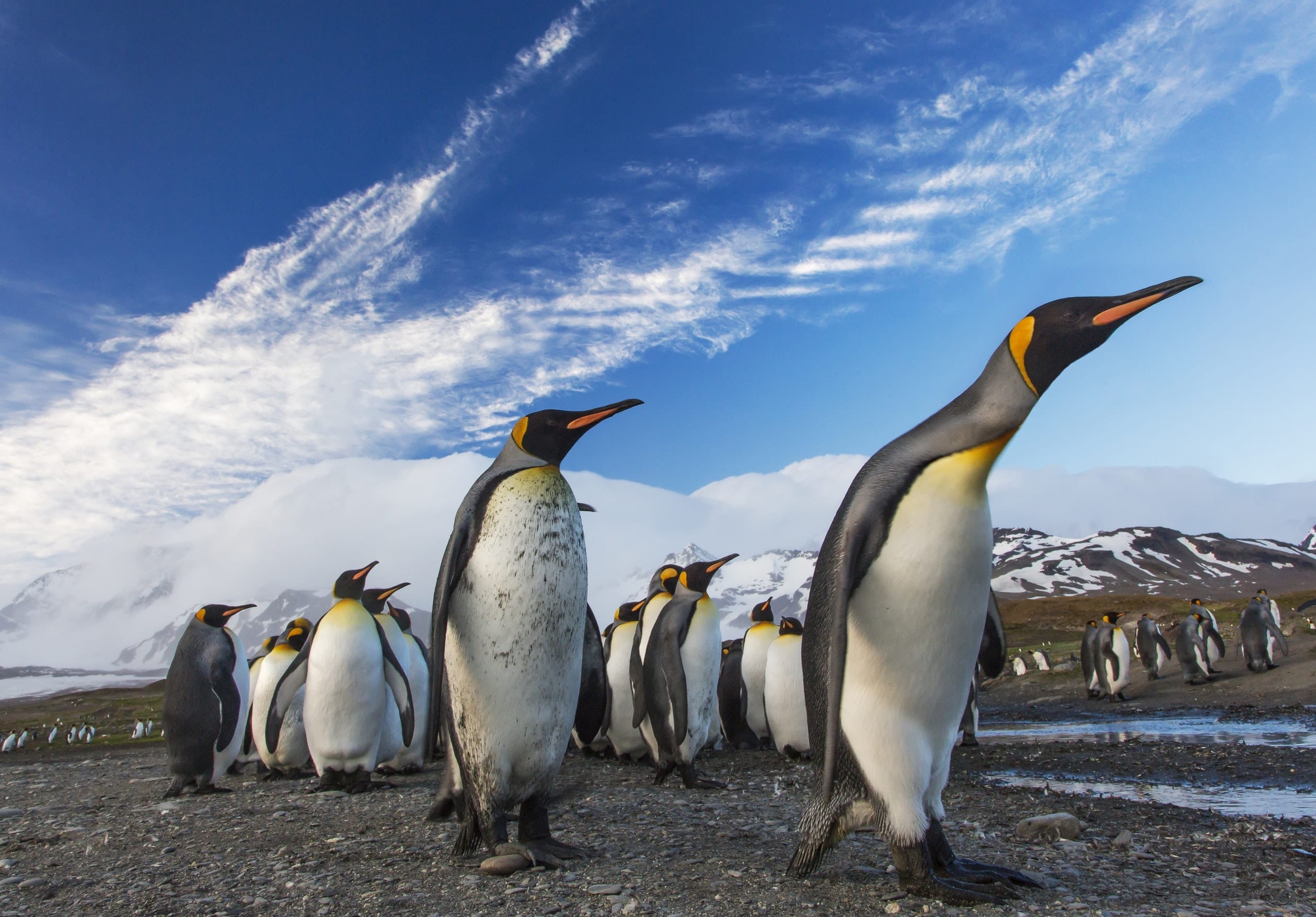 12 Priceless Facts About Penguins