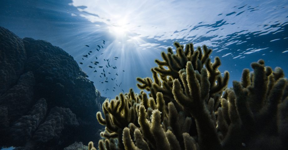 fun facts about great barrier reef