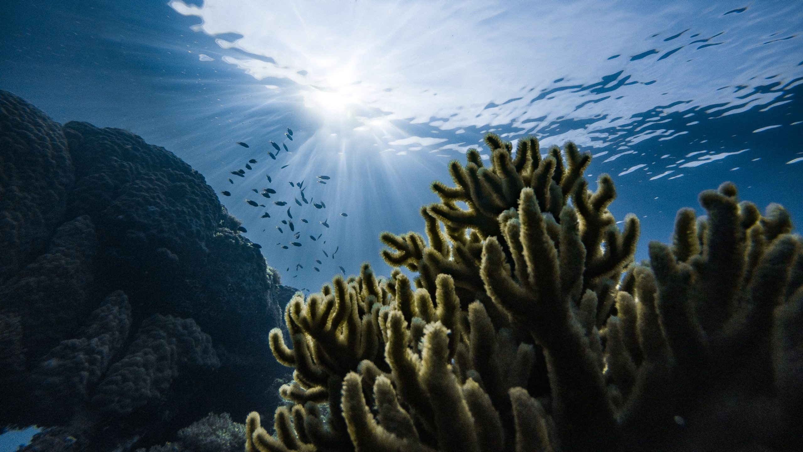 11 Gripping Facts About The Great Barrier Reef