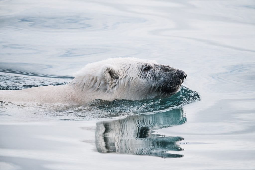 Polar bear swimming in Arctic water