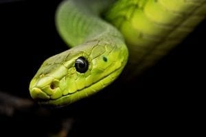 Tree snake