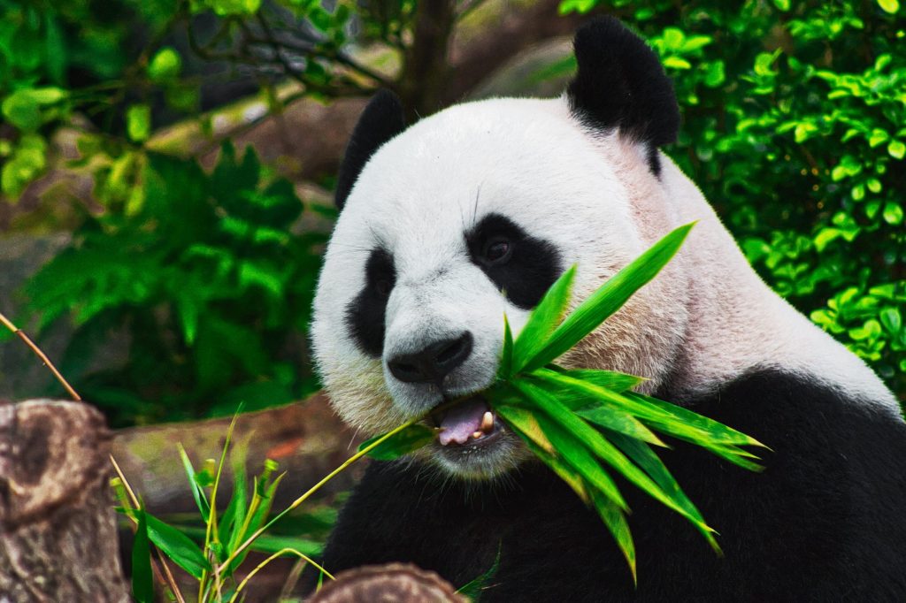 interesting facts about the panda