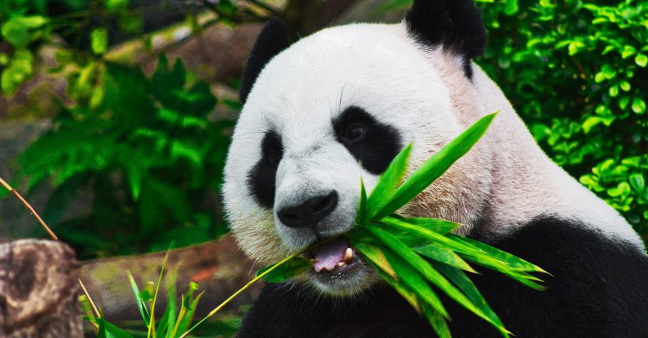 interesting facts about the panda