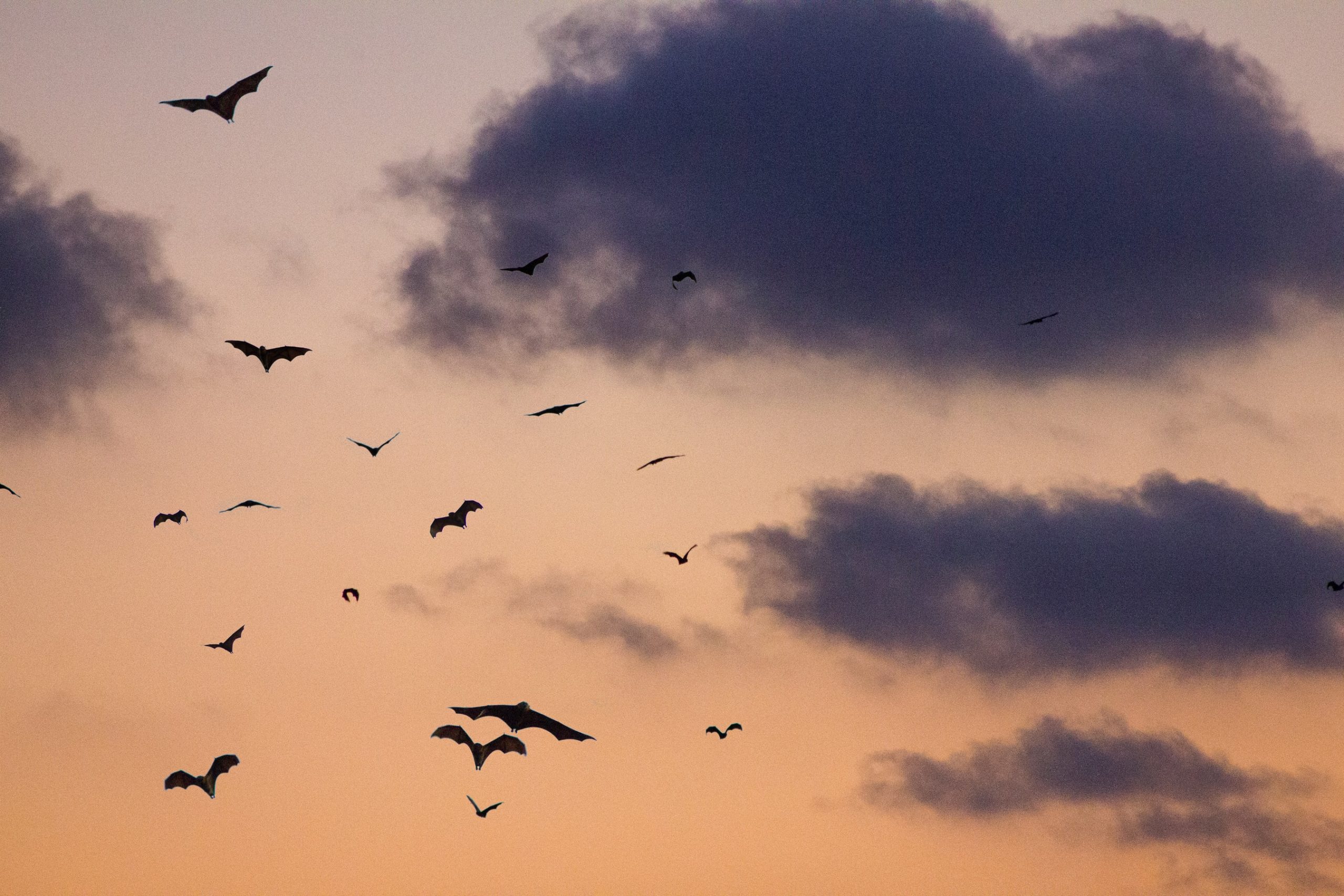 10 Fun Facts about Vampire Bats