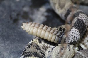 Rattlesnake rattle