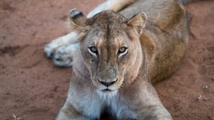 south african Lioness facts