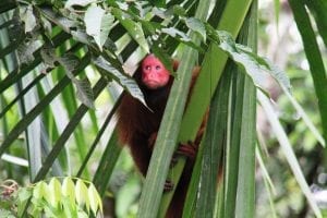 The bald uakari monkey, Peru