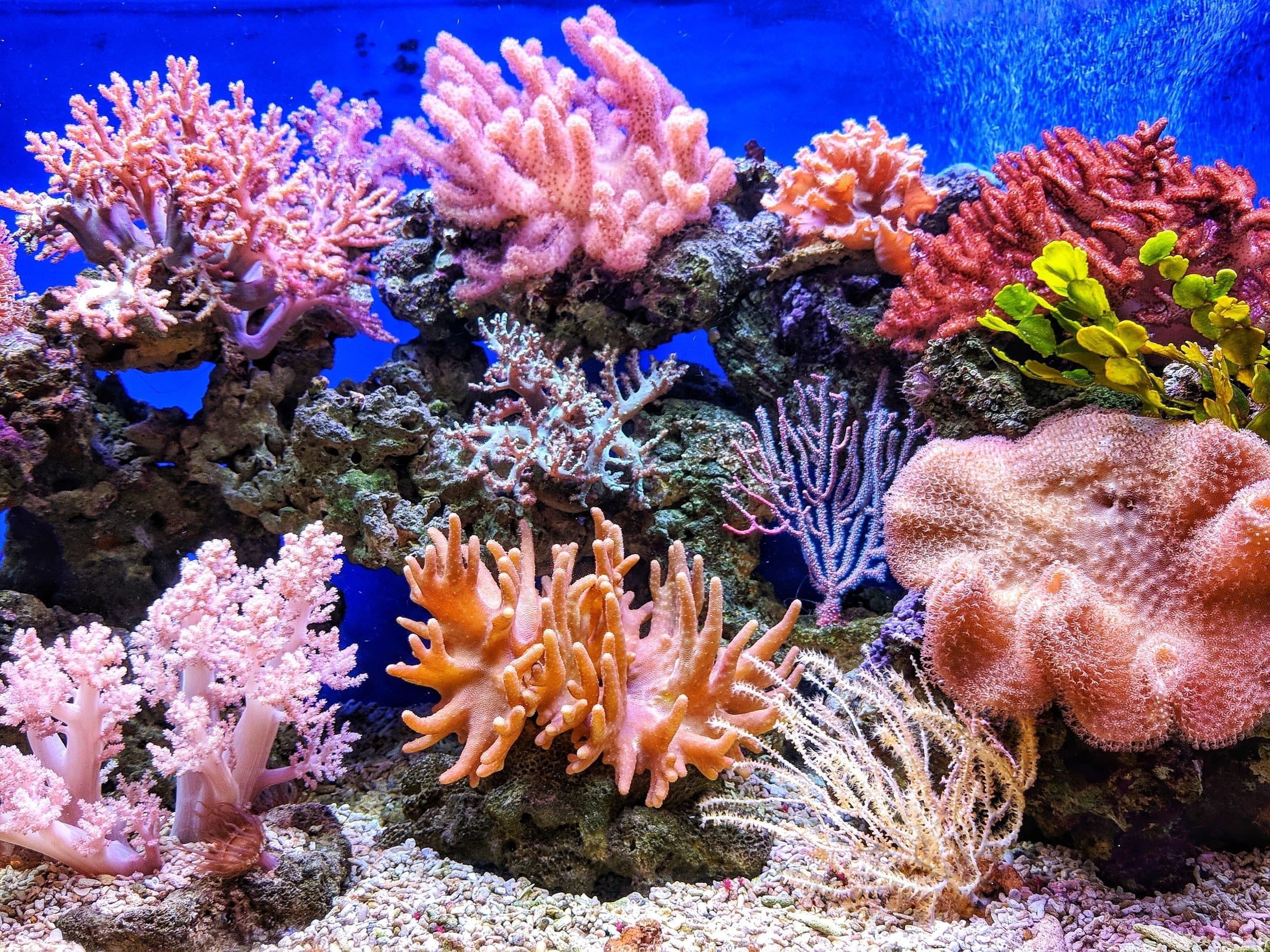 Coral Reef Facts