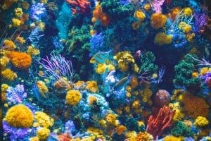 Facts about Coral