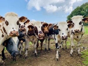 facts about dairy cows