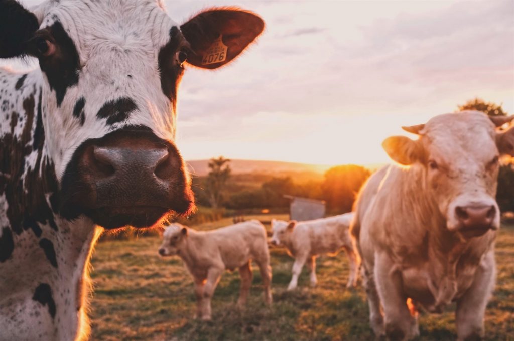 dairy cows