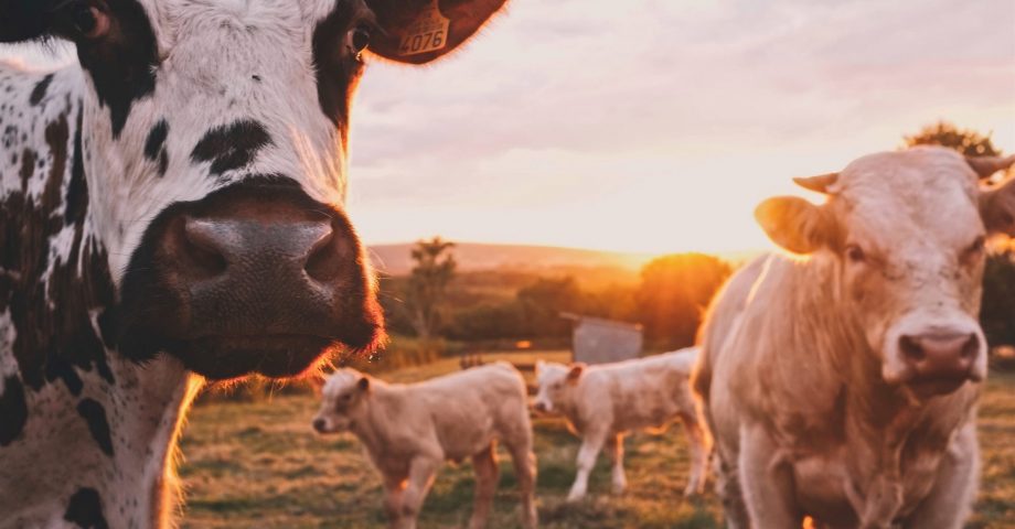 dairy cows