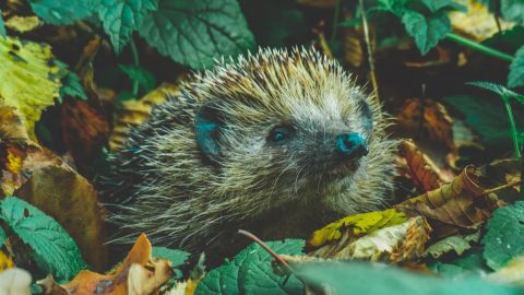 facts about hedgehogs