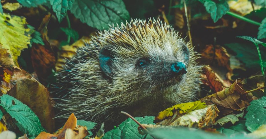 facts about hedgehogs