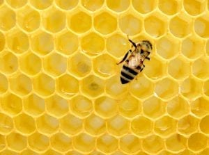 a honey bee on honeycomb