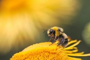 facts about honey bees