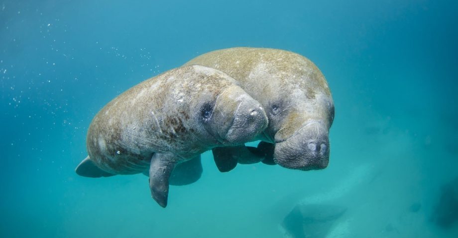 facts about manatees