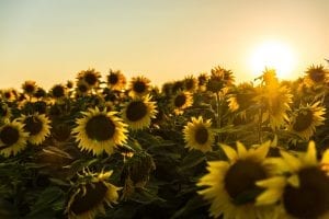 facts about north dakota