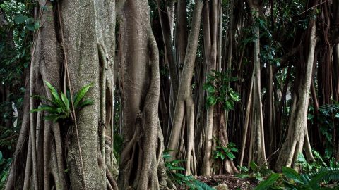 facts about rubber trees