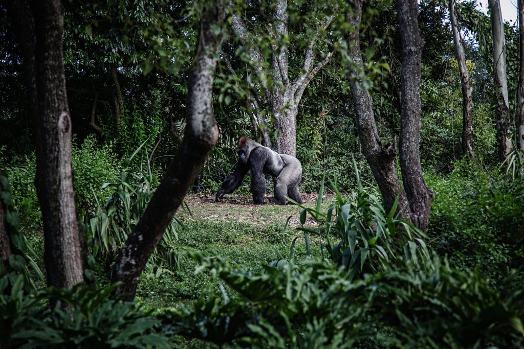 facts about silverback gorillas