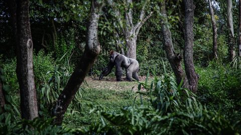 facts about silverback gorillas