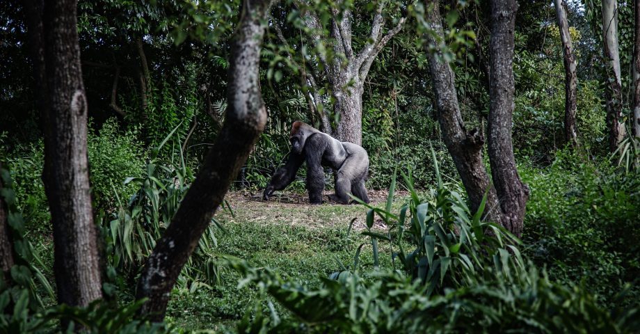 facts about silverback gorillas