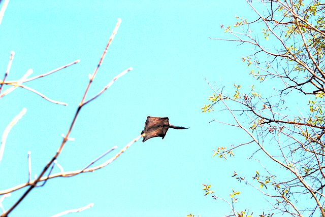 Flying squirrel