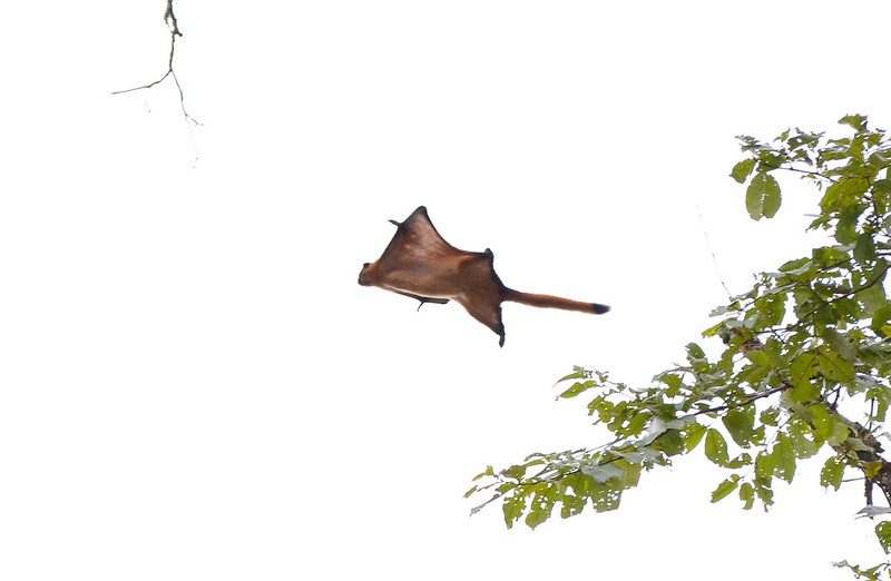 Flying red squirrel