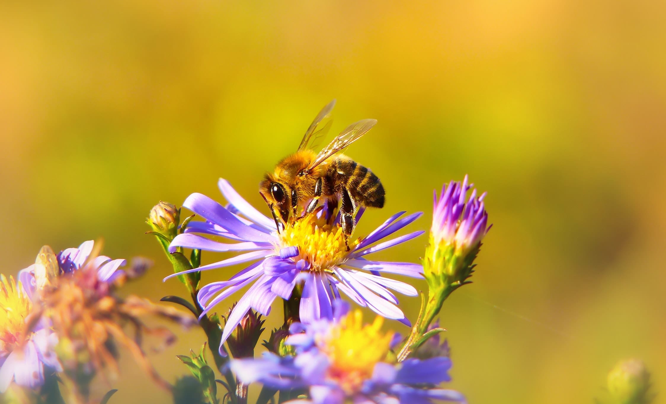 10 Happy Facts about Honey Bees