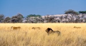 a lion pride hunting in the Serengeti 