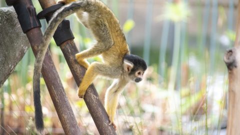 facts about the spider monkey