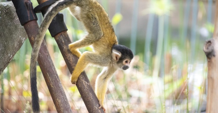 facts about the spider monkey